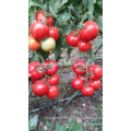 T08 Tina rojo híbrido tomate chino semillas vegetales para la venta